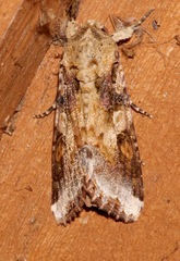 Image of Spodoptera latifascia