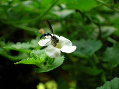Pelecinobaccha costata