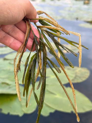 Flatstem pondweed (Potamogeton zosteriformis)