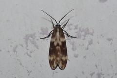 Eucereon coeruleocaput