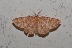 Cyclophora tychius