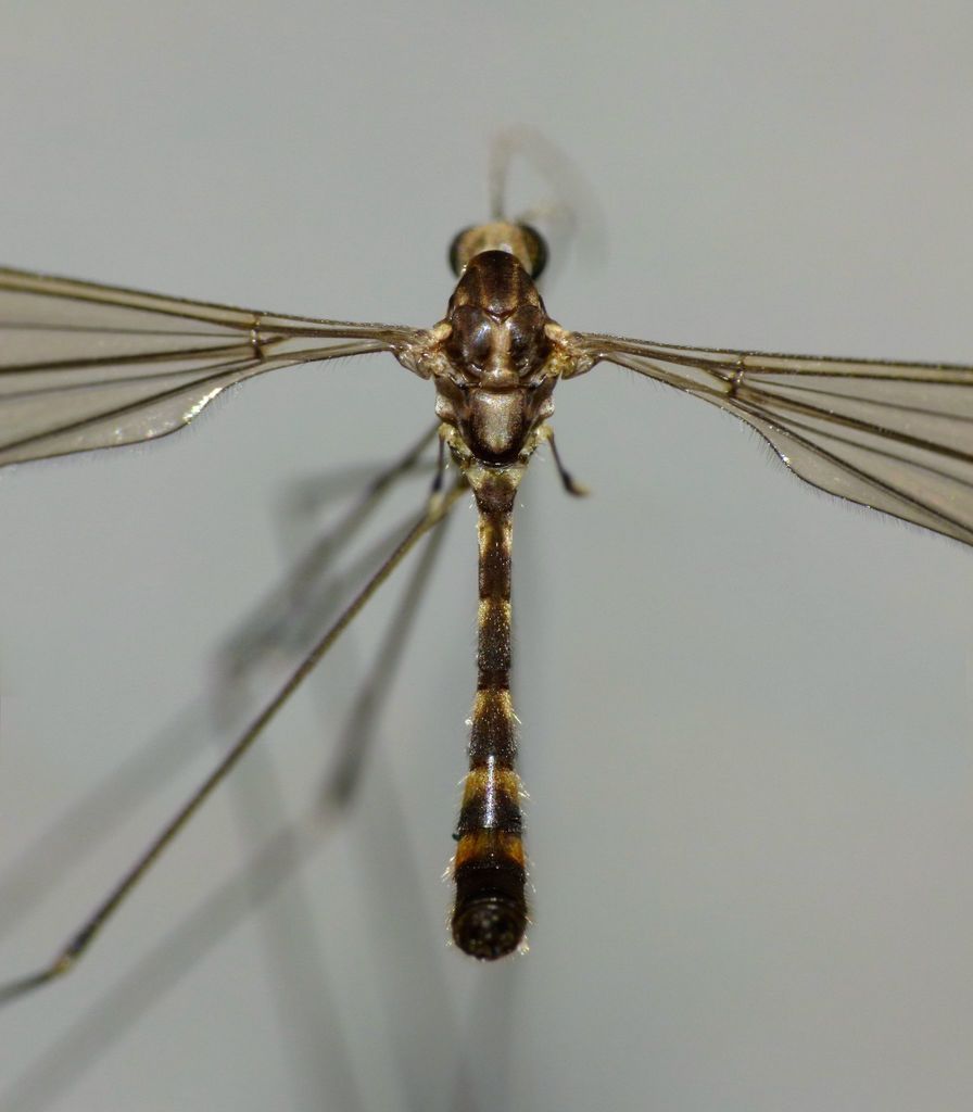 Dolichopezinae