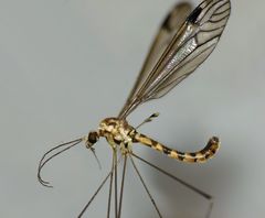 Dolichopeza parvicauda