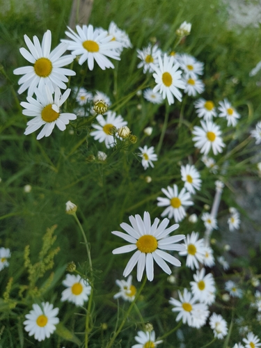 scentless mayweed