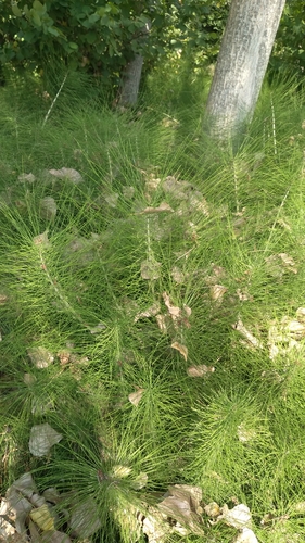 European giant horsetail