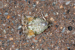 Blenina quinaria