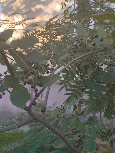bird cherry