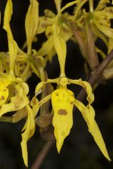 Cyrtochilum pardinum
