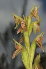 Pterichis