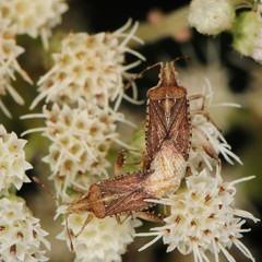 Harmostes fraterculus