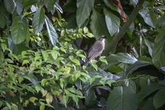 Saltator coerulescens