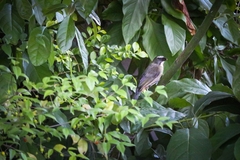 Saltator coerulescens