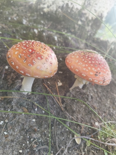 Fly Agaric