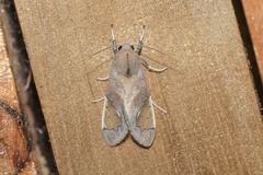 Bertholdia