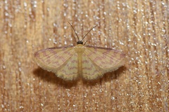 Idaea similinea