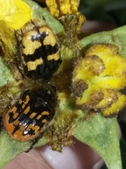 Euphoria subtomentosa