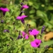 Violetflower Petunia - Photo (c) silvanach, some rights reserved (CC BY-NC), uploaded by silvanach