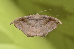 Oxydia scriptipennaria