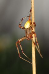 Araneus trifolium
