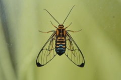 Gymnelia