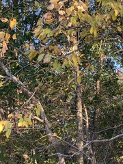 Ebenaceae