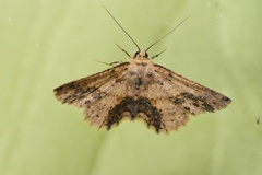 Isochromodes granula
