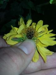 Euphoria subtomentosa