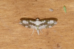 Eupithecia junctifascia