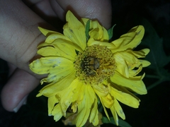 Euphoria subtomentosa