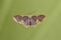 Idaea gemma