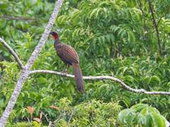 Penelope superciliaris