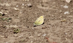 Colias euxanthe