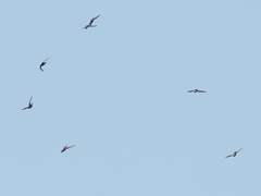 Streptoprocne biscutata