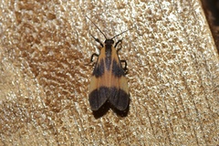 Lycomorphodes flavipars