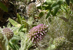Pterocaulon sphacelatum