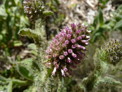 Pterocaulon sphacelatum
