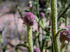 Pterocaulon sphacelatum