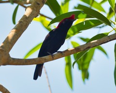 Antilophia galeata
