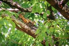 Campylorhynchus turdinus