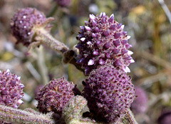 Pterocaulon sphacelatum