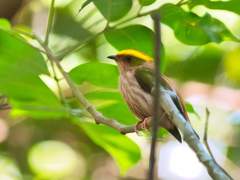 Machaeropterus pyrocephalus