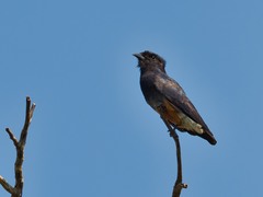 Chelidoptera tenebrosa