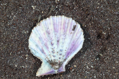 Caribachlamys pellucens