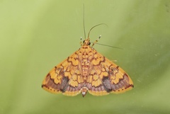 Portentomorpha xanthialis