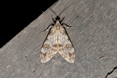 Eucereon chloraenoma