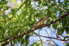 Campylorhynchus turdinus