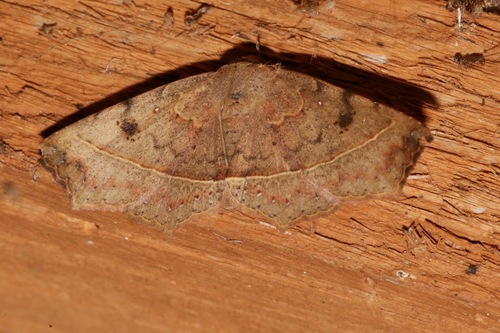 Variable Metallata Moth photo 4