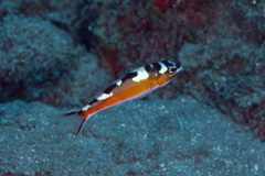 Serranus tabacarius