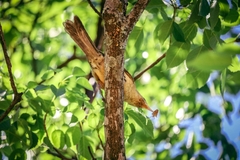 Campylorhynchus turdinus