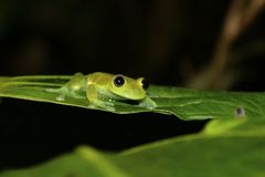 Nymphargus grandisonae